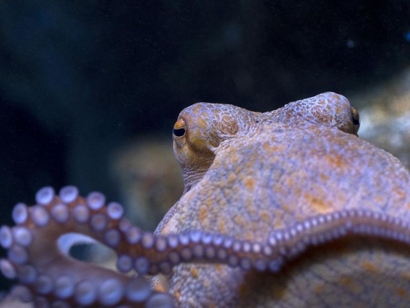 Octopus underwater close up