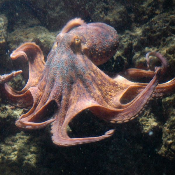 How Many Hearts Does an Octopus Have? (And Other Fun Facts)