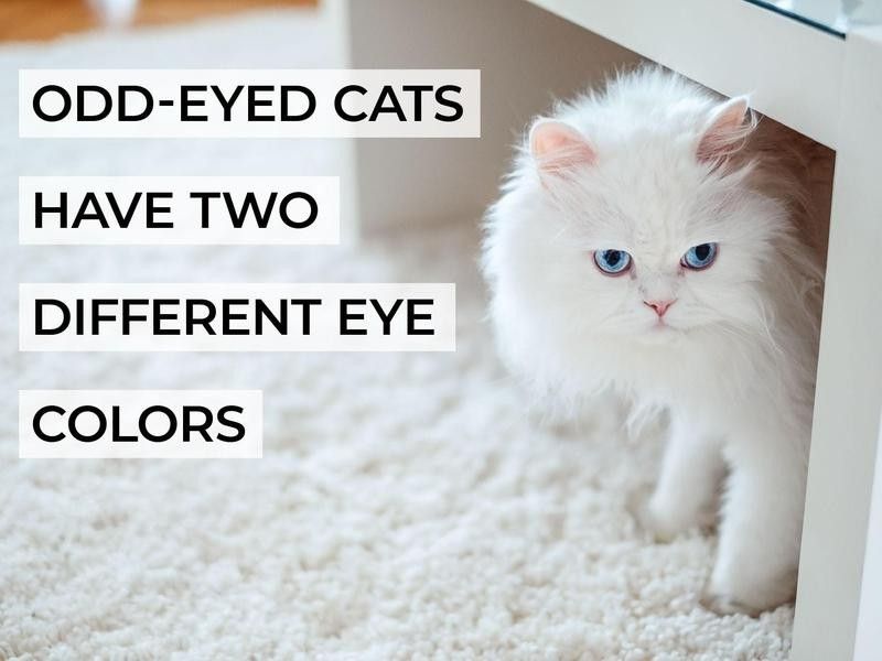Odd-Eyed Cats Have Two Different Eye Colors
