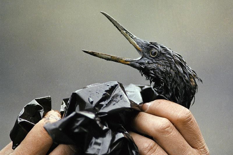 Oil-soaked bird