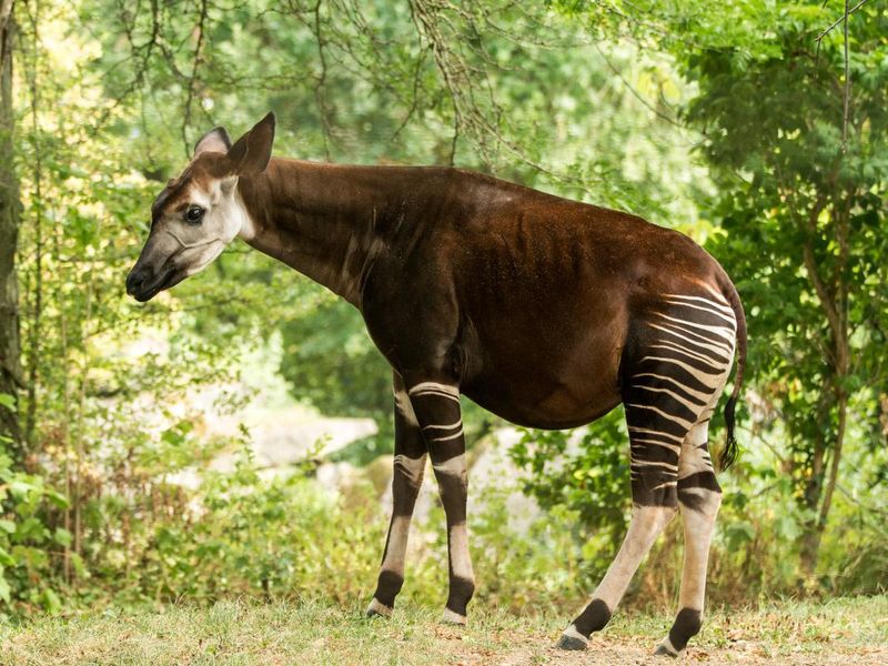 Okapi walking