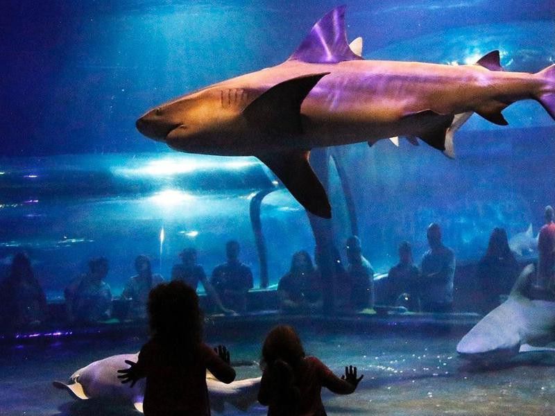 Oklahoma Aquarium Bull Shark