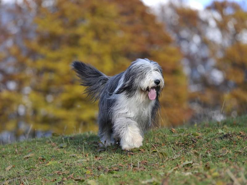 Old English Sheepdogs are among the most popular shaggy dog breeds