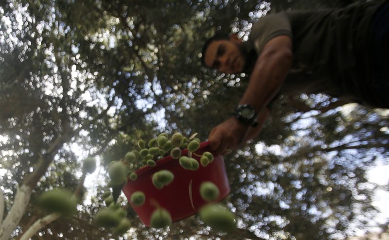 Olives in Gaza City