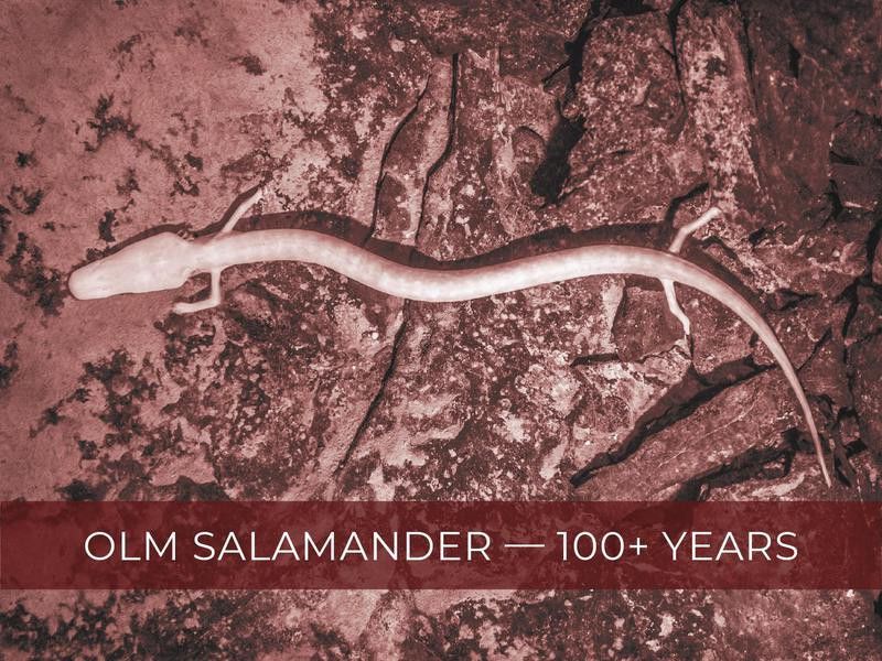 Olm Salamander