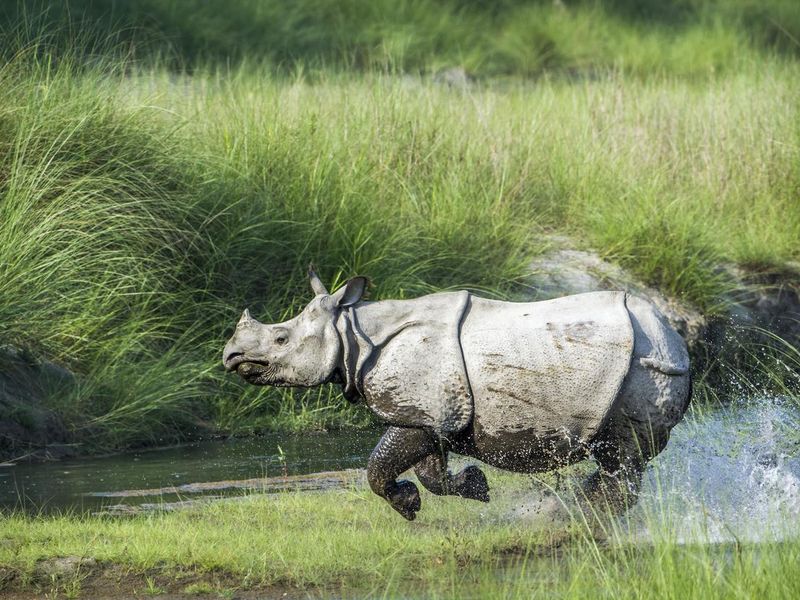 One-horned rhinoceros in Bardiya National Park, Nepal