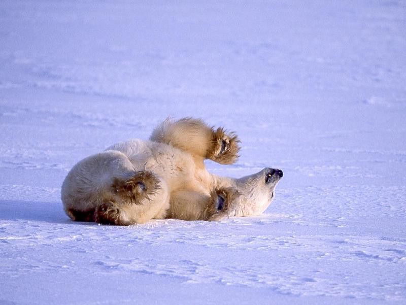 One Wild Polar Bear Rolling Around on the Snow