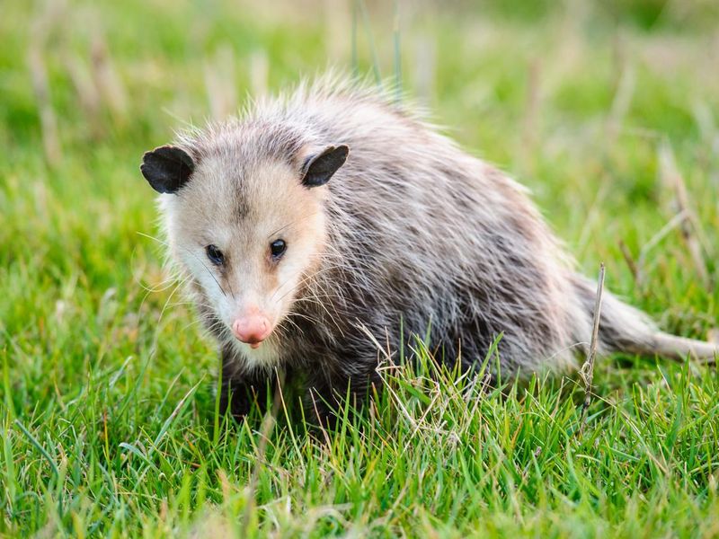 opossum in grass