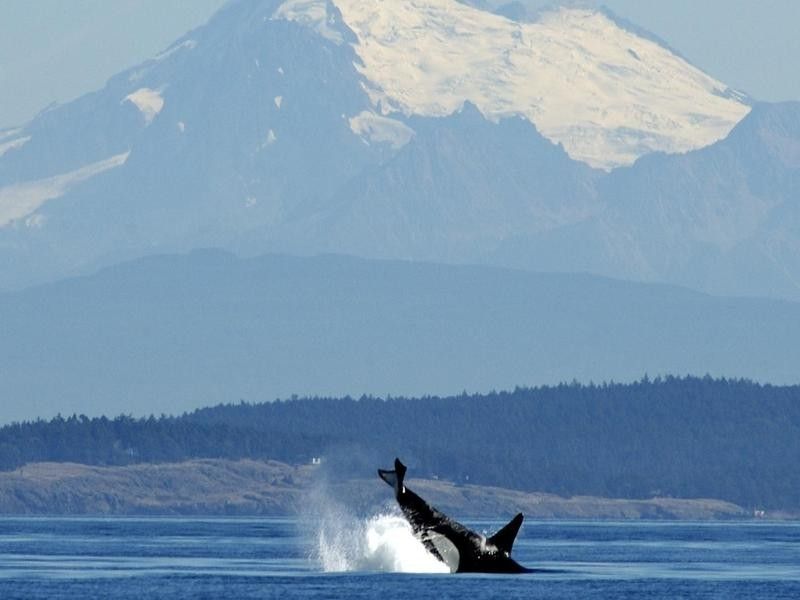 Orca in San Juan Islands in Washington