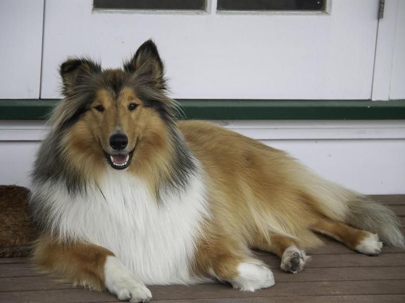 Our beautiful young pedigree rough coated black and sable collie posing on the deck
