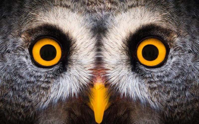 Owl eyes