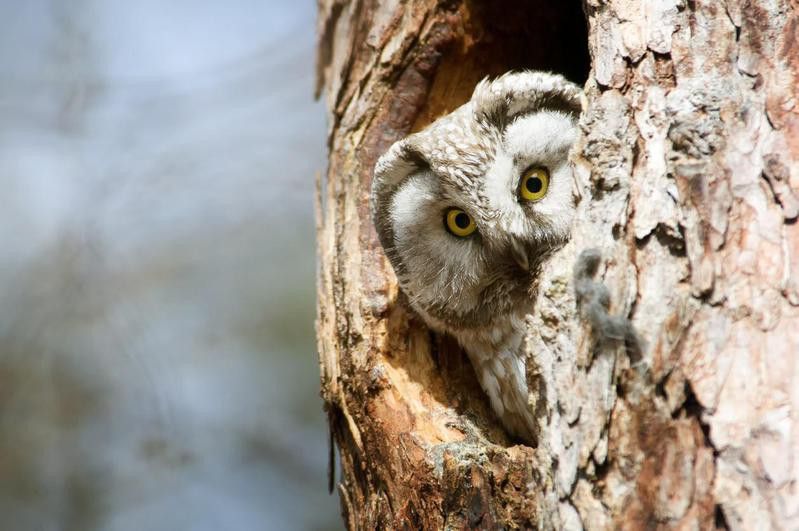 Owl in a hollow tree