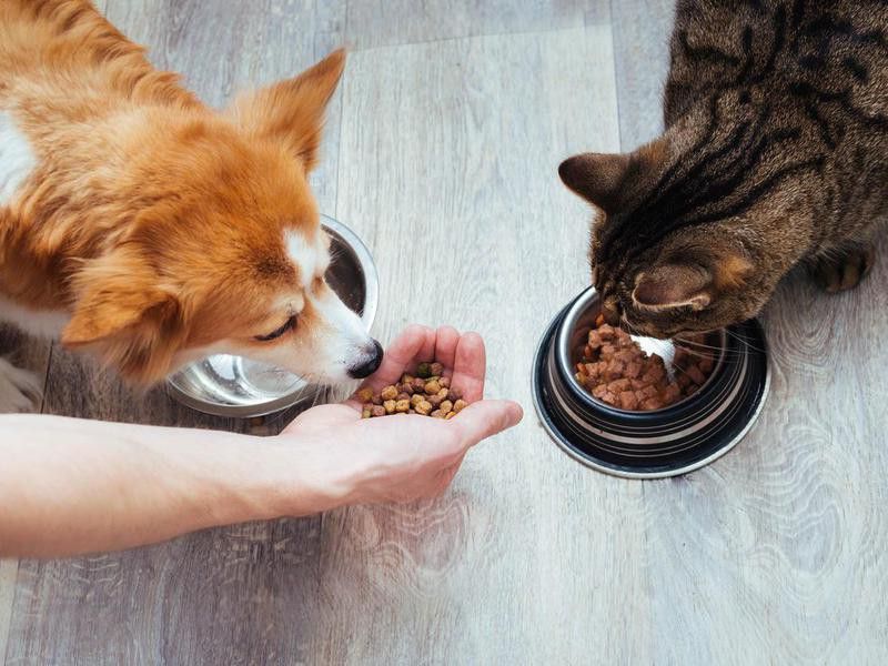 Owner pours dry food to the cat and dog in the kitchen