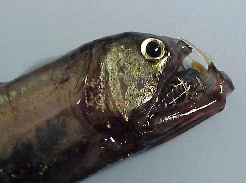 Pacific Viperfish close up