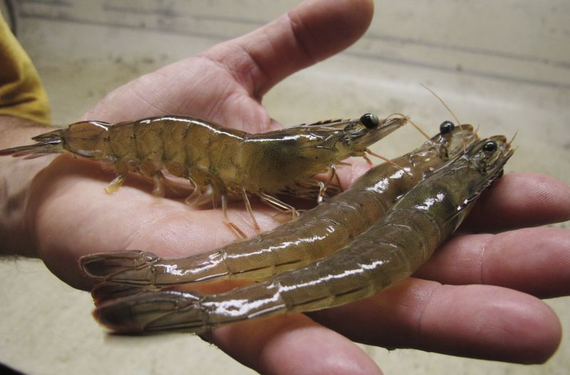 Pacific white shrimp in Indiana