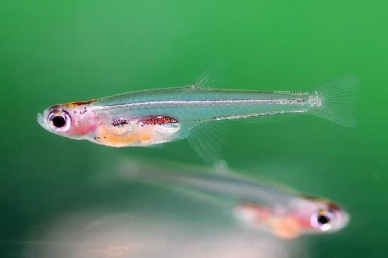 Paedocypris Fish