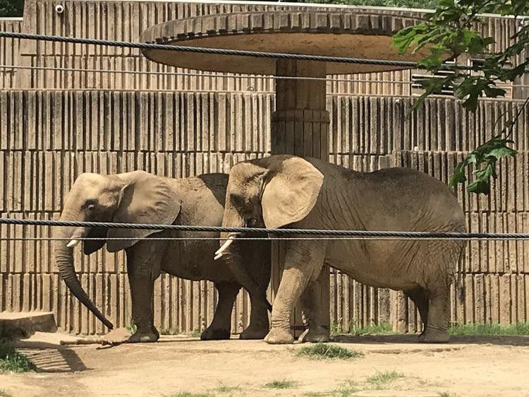 Pair of elephants at Memphis Zoo
