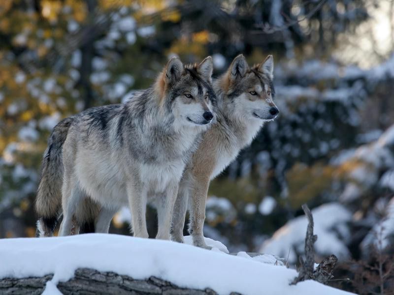 Pair of wolves