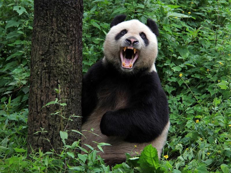 Panda bear growling