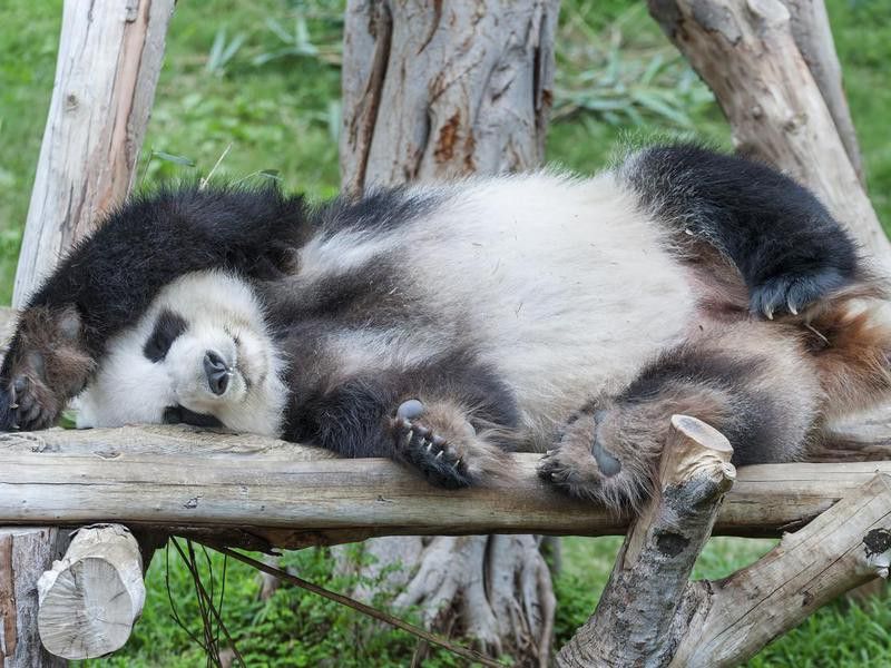 Panda taking a nap