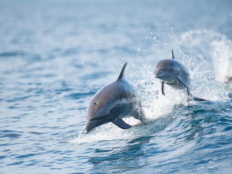 Pantropical Spotted Dolphins