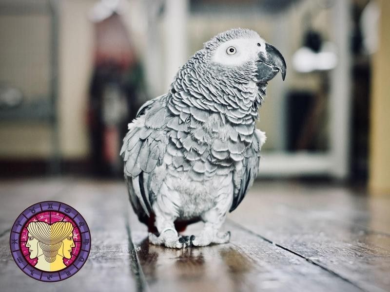 Parrot (African Grey)