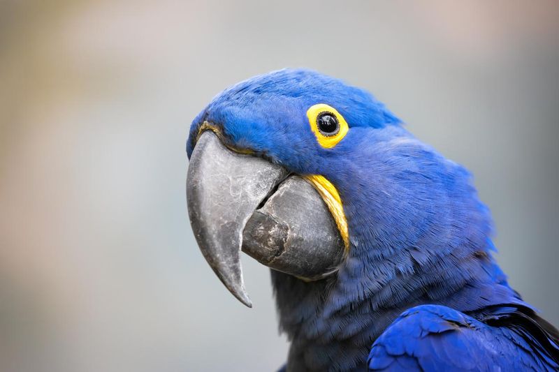 Parrot, Hyacinth Macaw