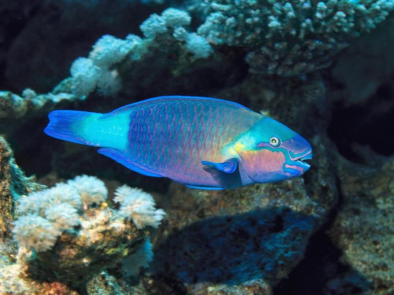 Parrotfish swimming