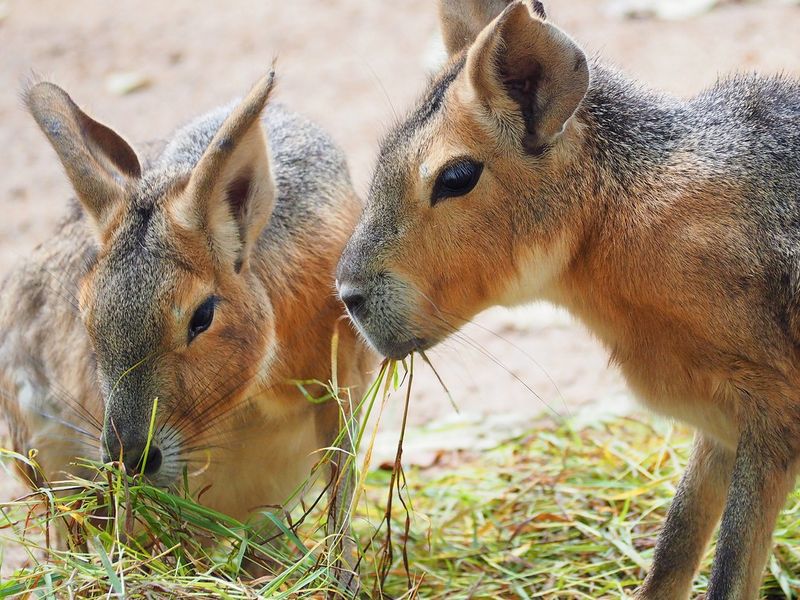 Patagonian Cavy