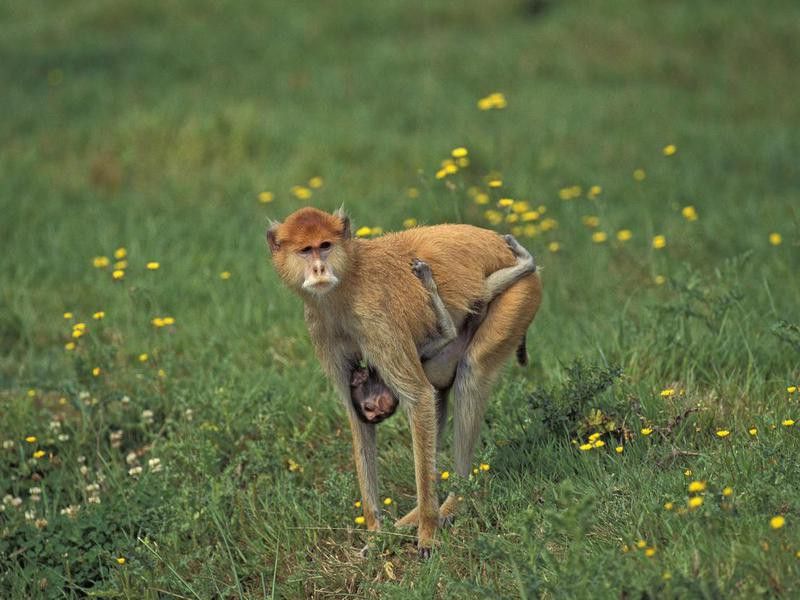 Patas Monkey, erythrocebus patas, Mother carrying Young