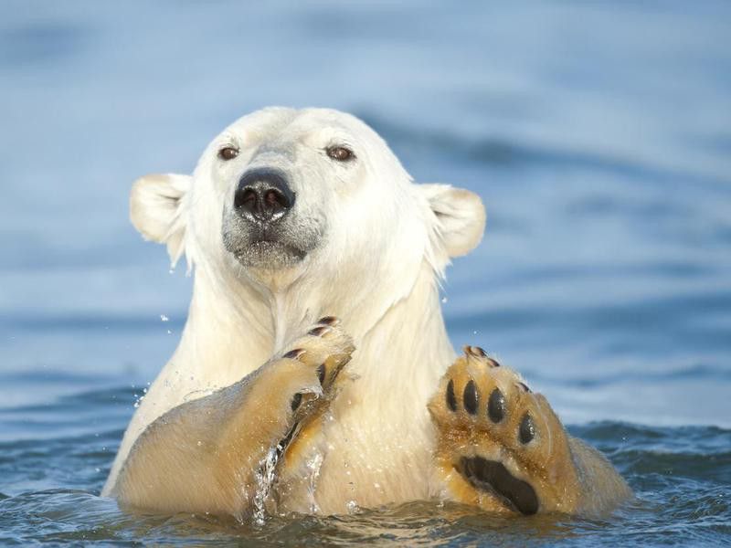 Paws Up Polar Bear