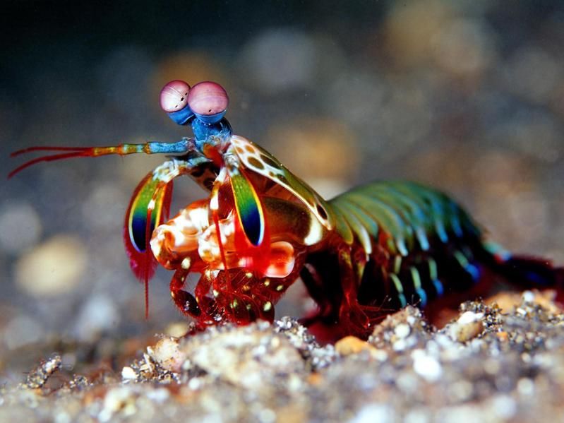 Peacock mantis shrimp in the Pacific Ocean