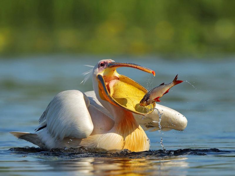 Pelican in natural habitat