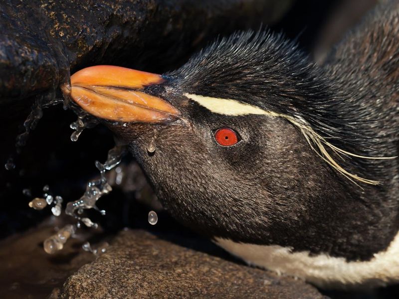 Penguin drinking sea water
