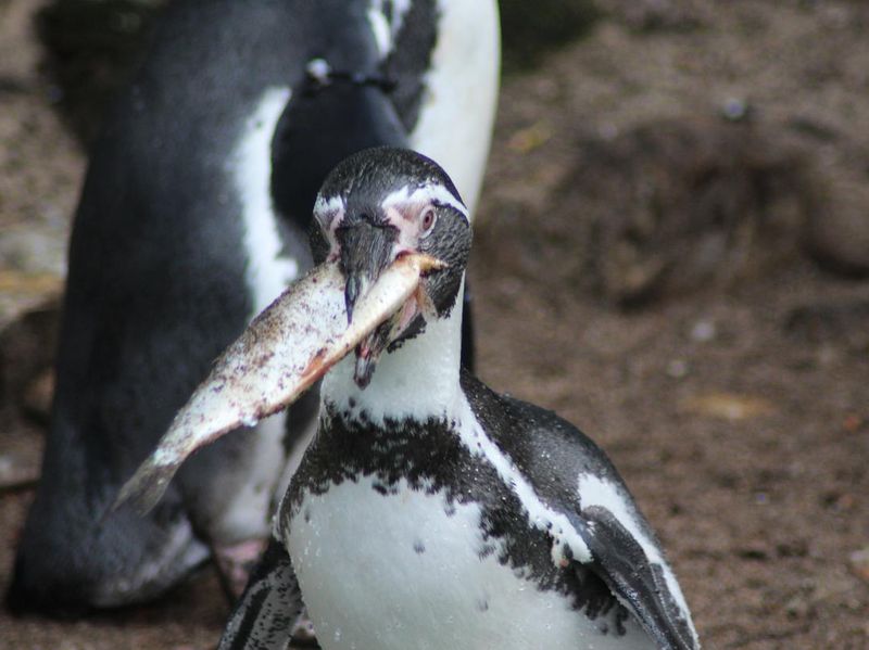 Penguin eating a fish