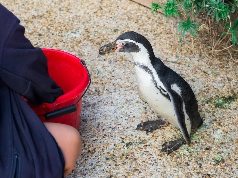 Penguin eating