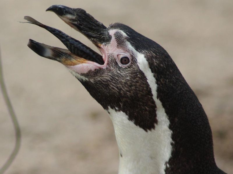 Penguin swallowing a fish