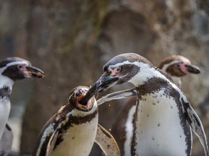 Penguins eating