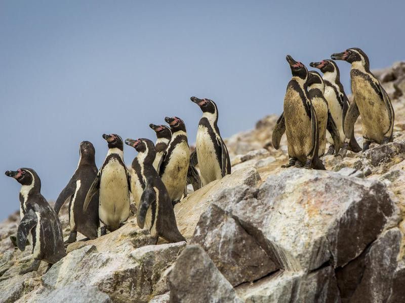 Penguins on Ballestas Islands, Peru