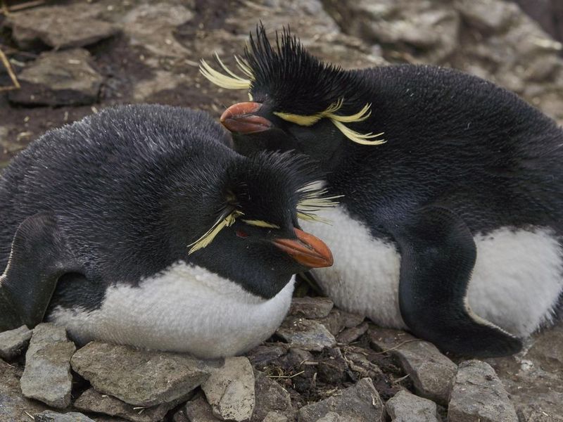 Penguins relaxing on rocks
