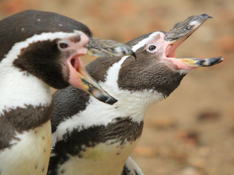 Penguins with mouth open
