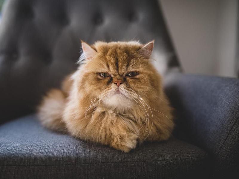 Persian cat on sofa