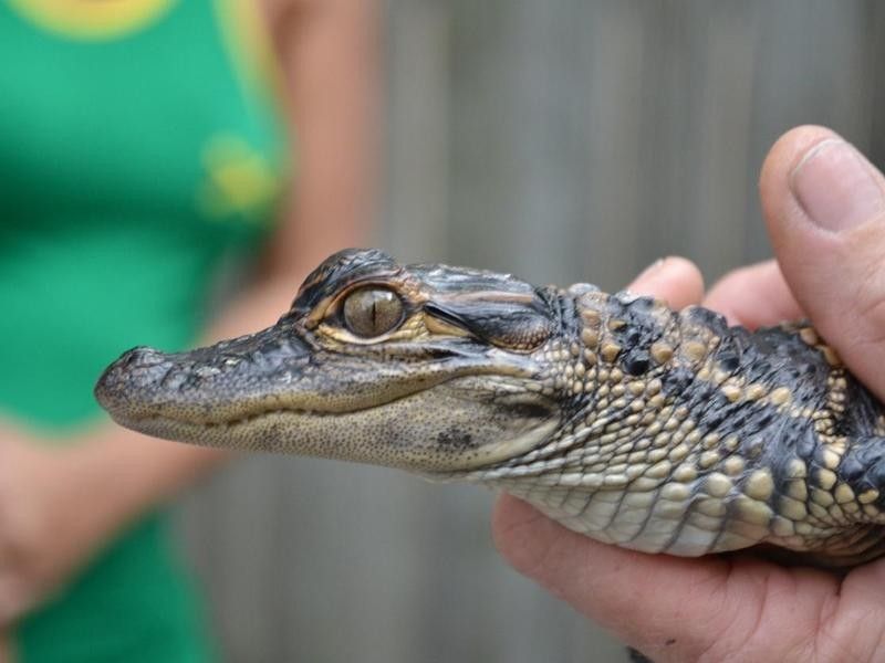 Person holding alligator