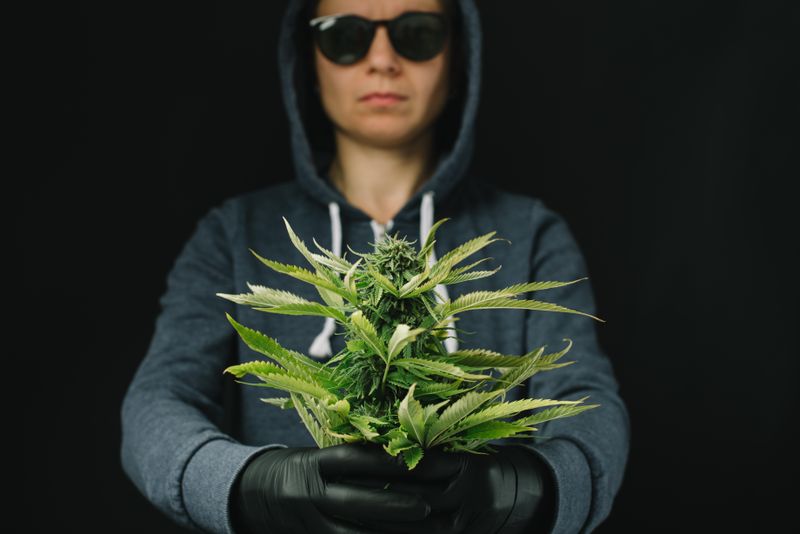 Person holding cannabis in hands