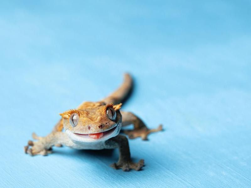 Pet Crested Gecko