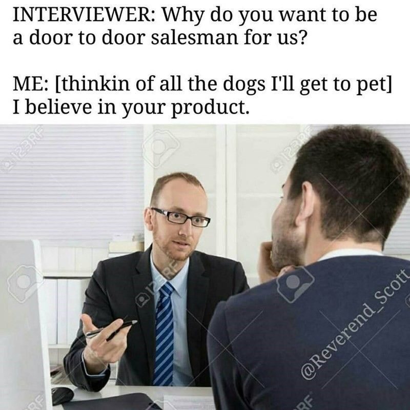 pet dogs