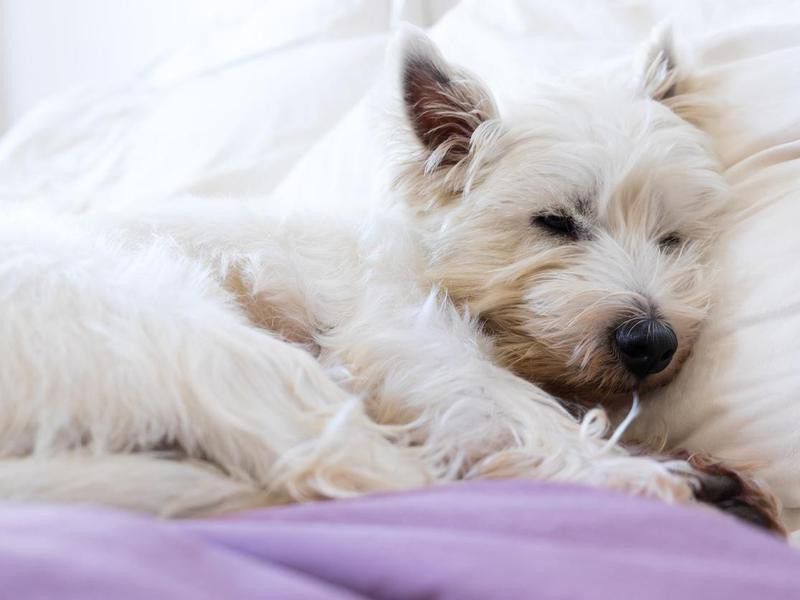 Pet friendly accommodation: west highland white terrier westie dog asleep on pillows and duvet