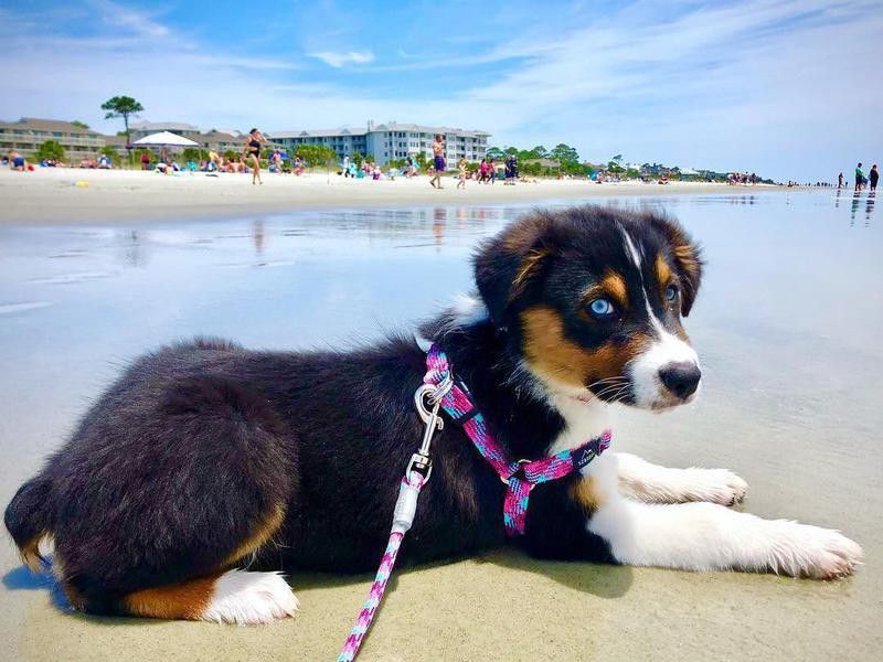 pet-friendly beach towns for your dog
