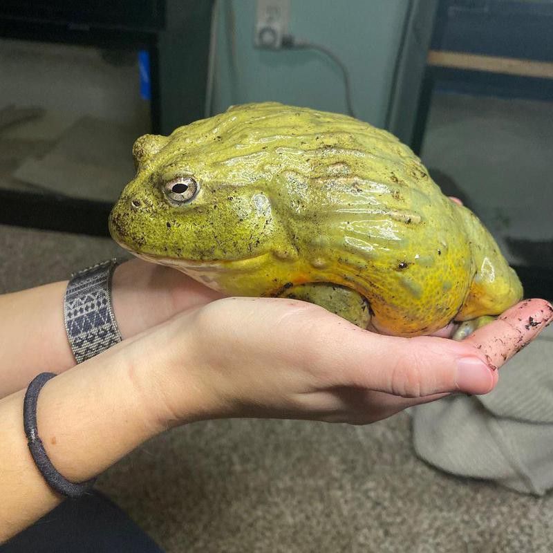 Pet giant toad