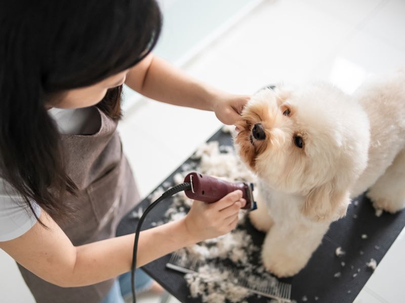 pet groomer with apron grooming a brown color toy poodle dog